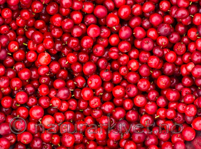 BB 15 0105 / Vaccinium vitis-idaea / Tyttebær